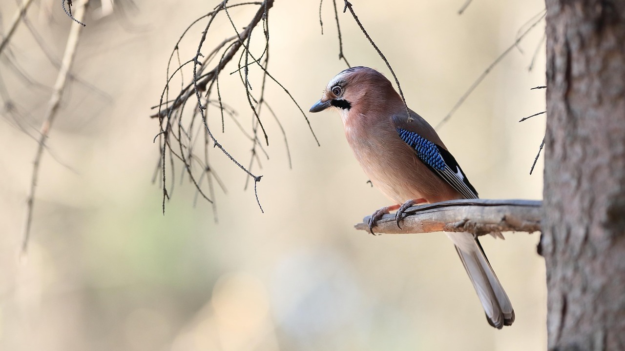 vogel, eichelhaher, ornithology, arten, tierwelt, tier, schnabel, sitzend, federn, gefieder, natur, vogelbeobachtung, kiefer, wald